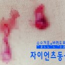 동부산동물병원 네이버블로그