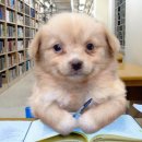 세명초등학교 이미지