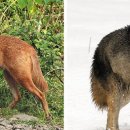 [동물 이야기] 늑대와 비슷하게 생겼지만 몸집 작아… 사체 먹는 청소부 역할 한대요 이미지