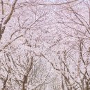 옥연 | 안동 여행명소, 하회마을 부용대/화천서원/옥연정사 (feat. 벚꽃길)