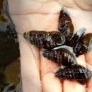 요천다슬기마을 이미지