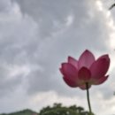 작은 수첩 1378 - 조사가풍행 14 이미지