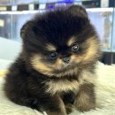 퓨어펫 강아지분양 고양이분양 울산점 이미지