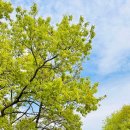 봄, 희망의소리 | 대구 서리지생태공원 수선화 만개, 아이와 봄나들이 다녀온 후기