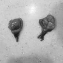 웰니스 클리닉 동물병원 이미지