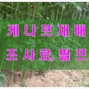 케나프힐링 네이버블로그