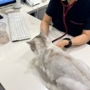 울산 강일웅고양이메디컬센터 네이버블로그