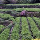 섬진강 찔레꽃 언덕 이미지