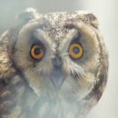 충남야생동물구조센터 이미지