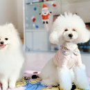 #아름답개 이미지