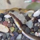 🐍 자연산 민물장어, 수조에 넣으면 자랄까?