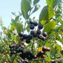 일월농장 이미지