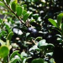 성읍초등학교 이미지