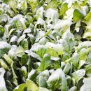 승우농원 이미지