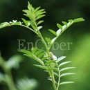 감초약국 이미지