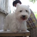 금산 캔넬 이미지