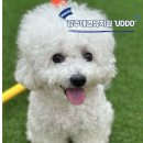 UDDD | 광주강아지유치원 UDDD