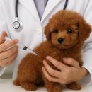 나리울 동물병원 이미지