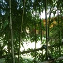 황룡강펜션게스트하우스 | 🌿 5월에 꽃길만 걷자! 담양 + 곡성 2박 3일 여행코스 - 대나무숲 · 장미축제 · 메타세콰이어...