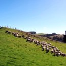 아브라함 목장 이미지