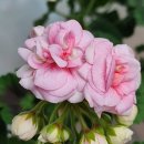 퐁퐈두르 이미지