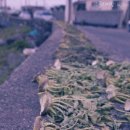 몽돌바당 이미지