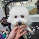 개멋 애견미용 | 인천 선학동 개멋애견샵 가위컷 호텔 기본관리전문 우리집 강아지 계백이 스트레스없는 미용후기