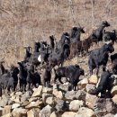 야산염소 이미지