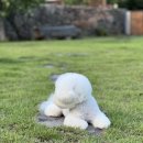 삐삐그루밍 이미지