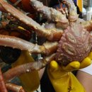 영덕대게 이미지