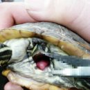 가람메드 | 거북이의 다양한 질병과 전국 파충류 병원들