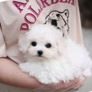 개냥이네 노원본점 이미지