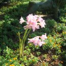 월평초등학교 이미지