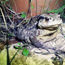 두꺼비PC 이미지