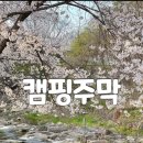 여주-0265 | 여주 오토캠핑장 여주 캠핑주막 벚꽃 캠핑 후기
