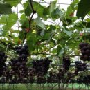 선진농원 이미지