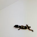 와이엔케이렙타일