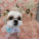 디오펫샵 이미지