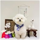 옐레드 애견유치원 & 애견호텔, 미용 안산고잔점 | 안산강아지유치원 안산애견호텔 옐레드 안산고잔점 (우리애들 잘부탁드려요)