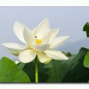아라연