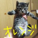 고렝