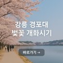 경포대 강릉모텔 | 강릉 경포대 벚꽃 개화시기 예측 총정리
