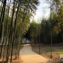 섬진강대나무숲길 이미지