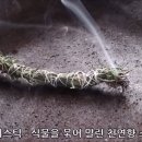 로즈마리 스머지스틱 만들기 이미지