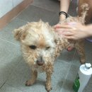 허그포레스트 | 강아지샴푸 저자극 애견샴푸 포레스트허그 더 퓨리프 퍼피 샴푸 후기