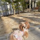 봄강아지 | [강아지 옷 추천] 오호부띠끄 작약 옷하네스 후기 | 봄 산책룩 강아지 하네스