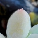 보리수하 이미지