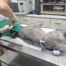 면목동물병원 이미지