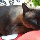 필립동물병원 이미지