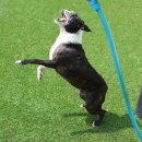 아리네개치원 이미지